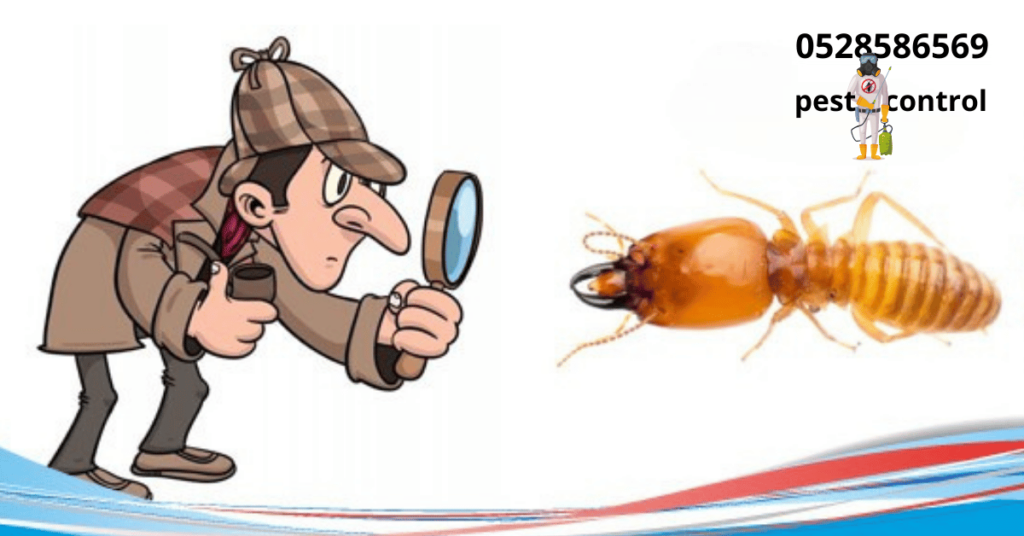 شركات مكافحة النمل الأبيض