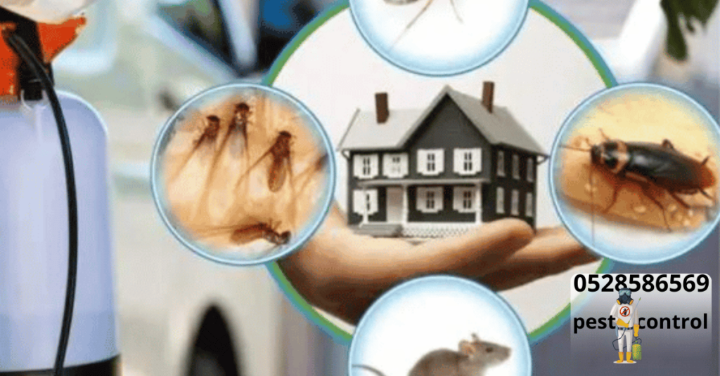 Pest Control in Sharjah