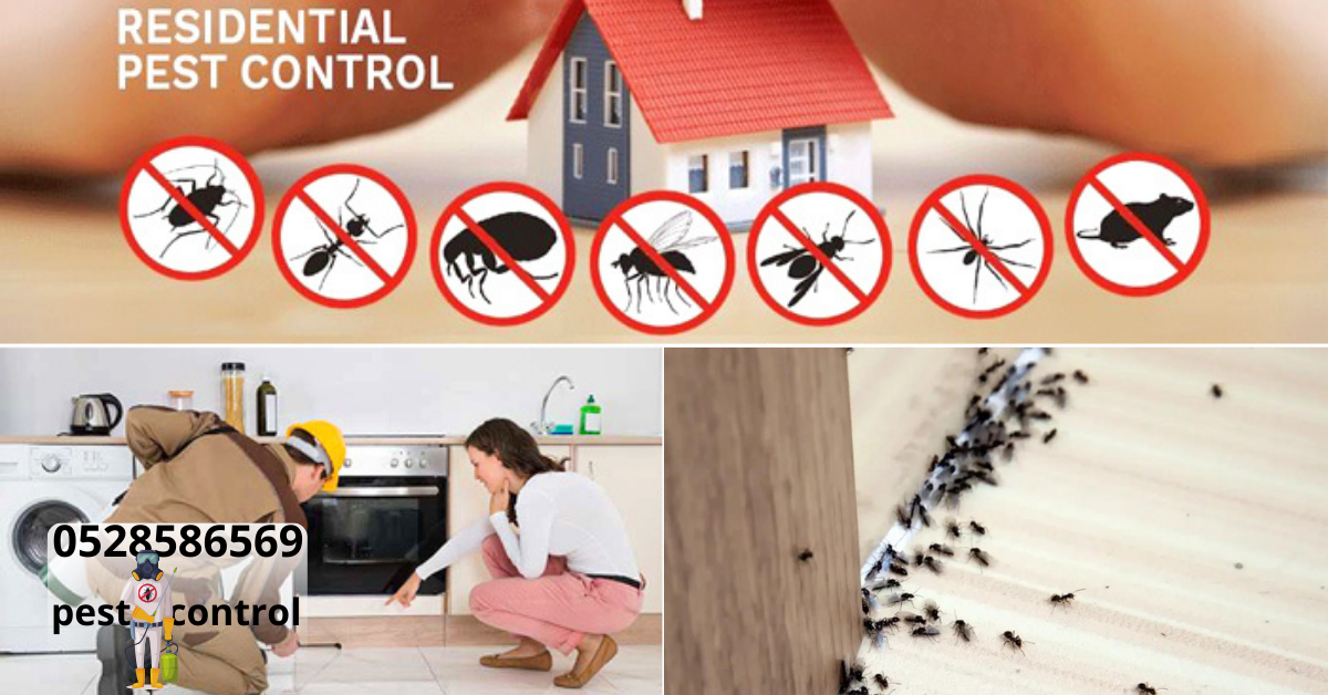 Bed Bug Control in Dubai