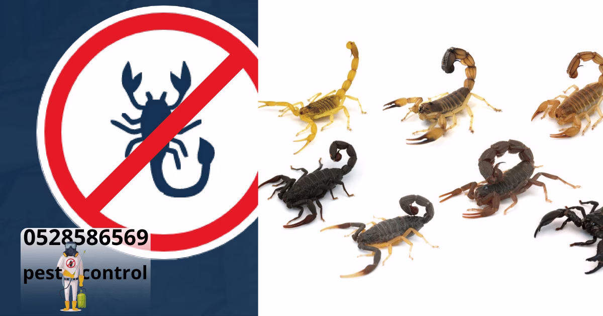 Scorpion Control in UAE