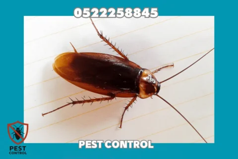 Cockroach Control in Sharjah